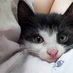 [서울]낑겨있던 아기 길냥이 데려다 키워주실분~ 정말 순하고 귀여워요~
