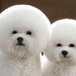 털이 <b>복실</b>복실~ 만지고 싶은 사진 모음