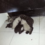 집에 고양이가 들어왔어요