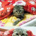 [스코티쉬 폴드]마요야~생일축하해(*´∇｀*)