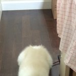 [퐁이] 퐁이 <b>육아</b>일기 - 4