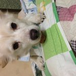 [도와주세요] 주안동, 십정고개 하얀<b>믹스</b>견 복돌이를 찾습니다
