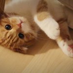 [수리노을] 윙크하는 고양이!