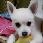 고양이 이름 추천좀 해주세요!!