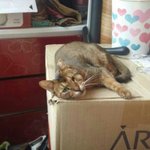 버려지고 버려진 아비시니아 냥이...베네가 평생 함께할 가족을 기다리고...