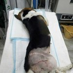 [도와주세요] 심한 염증으로 치료가시급한 자야 그리고 범백과싸우는...