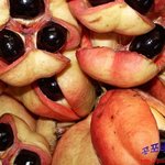 [공포베스트] 세계의 치명적인 식품들