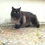 [고양이] 사무실 고양이님 2 (메인쿤)