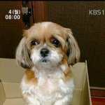 [강아지사랑] 우리집 또순이를 공개 합니다.