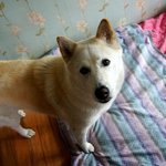 [허스키<b>심바</b>] <b>심바</b>의 산책일기 <b>심바</b>는 7살