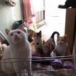 [<b>하숙</b>냥이] (사진추가)우리집에 <b>하숙</b>중인 길냥이들