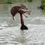 [공포베스트] 새끼 <b>사슴</b>을 구하기 위한 10대 소년의 목숨을 건...