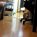 고양이와 무궁화꽃이 피었습니다 <b>놀이</b>~