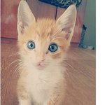 [<b>보리</b>별] 마트에서 온 <b>보리</b>