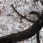 벚꽃이냥 냥이냥