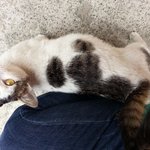 [길냥이] 제 걱정<b>거리</b>인 길냥이들