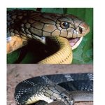 [공미니] 세계 맹독사 <b>best</b> 6