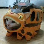 귀여운 고양이의 코스프레 <b>의상</b>.jpg