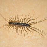 (도와주세요) ㅠㅠ 자취방 <b>벌레들</b>