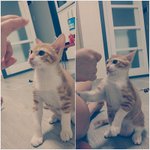 [<b>보리</b>별] 마트에서 온 <b>보리</b> 2