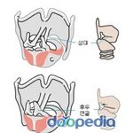 정말 <b>발성</b>하고 싶은데,두성<b>발성</b> 흉성<b>발성</b> 제대로좀 알고싶어요 보푸...