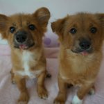 어미가 죽었어요.아가들 입양보내요 (5개월)