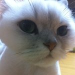 [네냥이오] 네냥이들 소개합니다^^