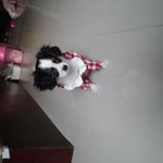 [<b>엘사</b>] 우리집 막내 <b>엘사</b> 폭풍성장!