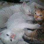 [<b>하숙</b>냥이] 우리집에 <b>하숙</b>중인 길냥이들 2