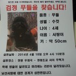 <b>정왕동</b>) 4세 검정 푸들 남아 찾습니다