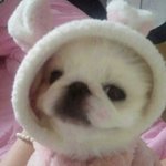 <b>순종</b>인지 잡종인지