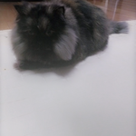 [EXO] 우리<b>집</b>고양이<b>털</b>냄새