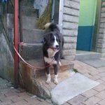 충남 <b>당진</b> 합덕에서 강아지주인을 찾습니다!!!