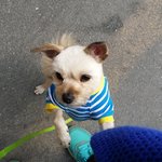 [<b>삼순</b>이] 주차장에 사는 멍이 여섯번째이야기