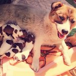 ㅅl골집 멍멍이 5남매 탄생︎