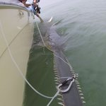 [<b>공포</b>베스트] 보기만해도 무서운 톱상어