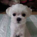 우리집 해리를 소개합니다사진 많음 주의!!