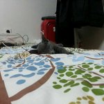 [러시안블루] 러시안블루 ㅡ 귀염돋는 아<b>깽이</b>