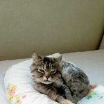 수원시영화동에서 야옹이잃여버리신 <b>주인분</b>찾어요!