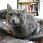 <b>러시안</b>블루 질문이요 ... :)