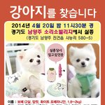 [도와주세요] 보메를 찾아주세요.. 화이트 포메라<b>이언</b>