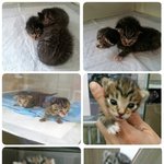 엄마잃고 구조된 <b>꼬물</b>이들이 엄마품을 그리워하며 울고 있어요 (입양완료)