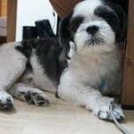 [유기견 보호하고 있습니다] 종류 시<b>츄</b>, 이름 다운이!  마포구...