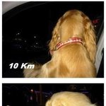 [짤북] 자동차 속도에 <b>비례</b>한 개의 표정