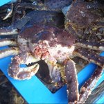 [속초맛집]속초게찜 - 강원도 속초 <b>홍게</b> 이야기 (영철네 게찜)