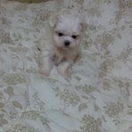 울집 <b>말썽</b>쟁이 복덩이 쭈쭈를소개합니당