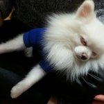 -강아지를 잃어버렸어요 한번만 봐주세요ㅠㅠ-