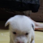 강아지 이름 추천해주세요!!!