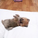 [엽기발랄개] 이상한 매력의 뽀메 '단추' 2탄