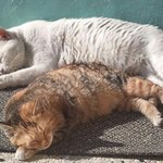 [<b>하숙</b>냥이] 우리집에 <b>하숙</b>중인 길냥이들 3